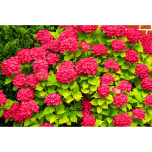 Hortenzia kalinolistá (Hydrangea macrophylla) ´HI FIRE®´ - výška 20-30 cm, Ø 20-30 cm, kont. C3L